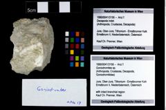 Foto (Objekt + Etikett) von Goniodromites sp.  (NHMW-GEO-1990-0041-3156)